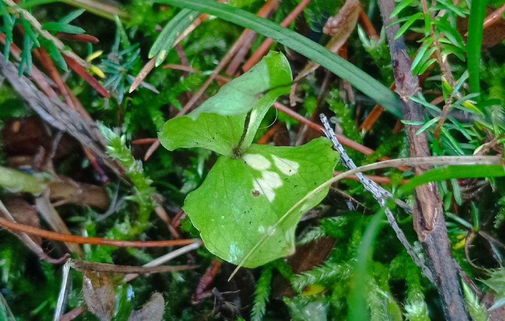 Listera cordata a controllo....